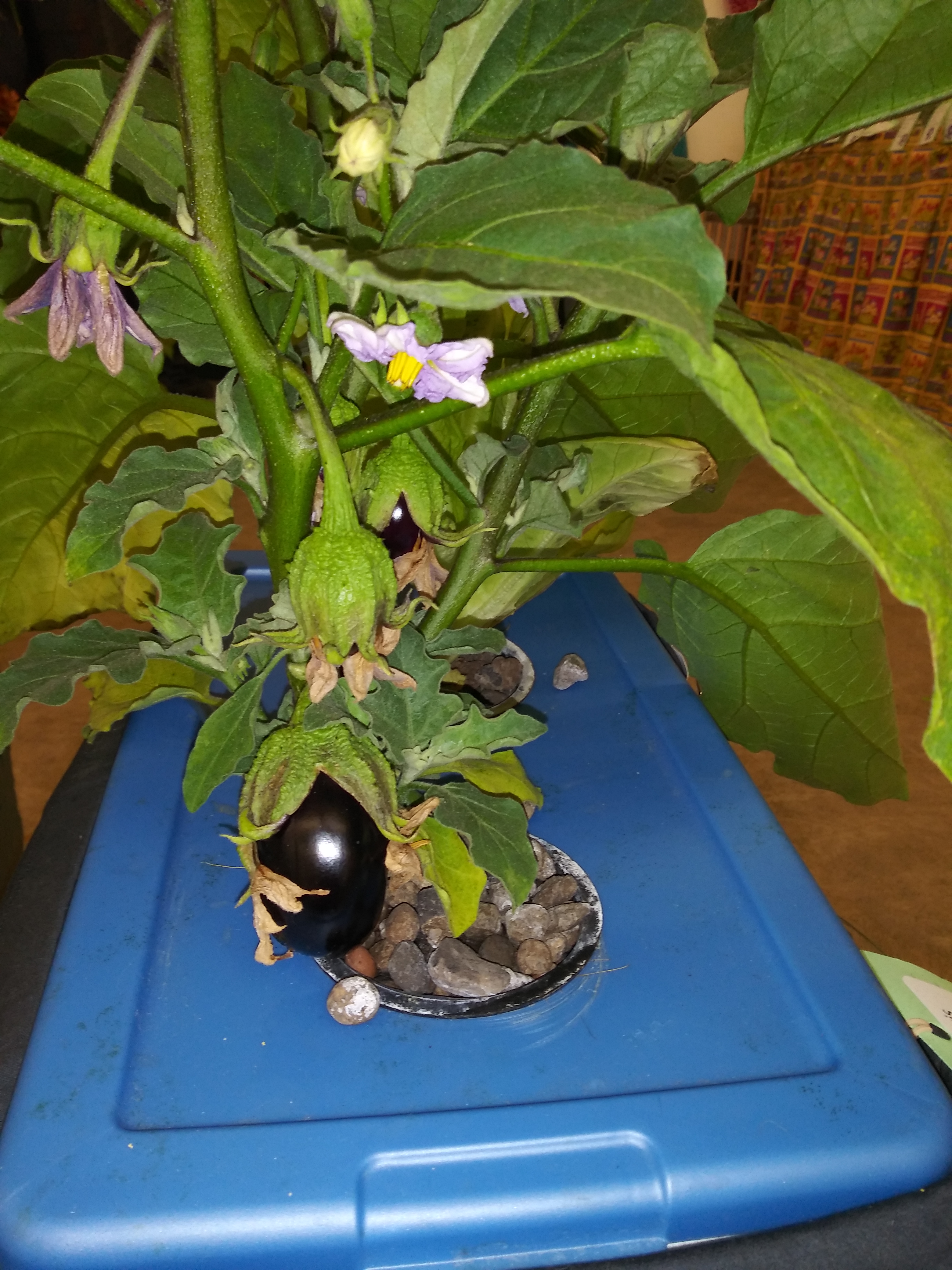 Water Culture Eggplant