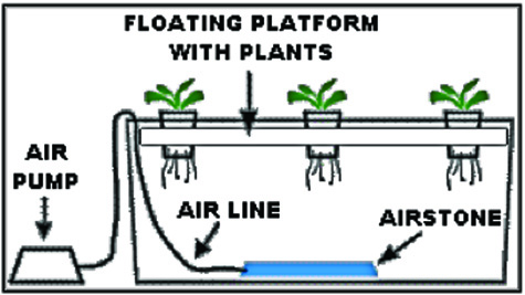 water culture system